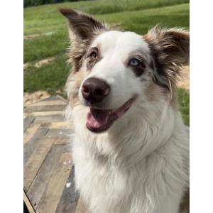 Image of Brew, Lost Dog