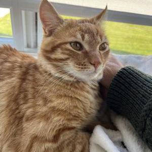 Image of Garfield, Lost Cat