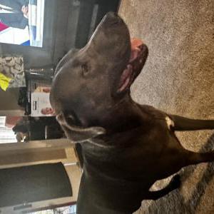 Image of Sancho, Lost Dog