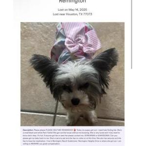 Image of Remington, Lost Dog