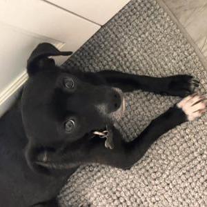 Image of Oliver, Lost Dog