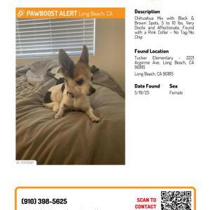 Image of unknown, Found Dog