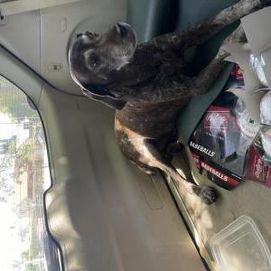 Image of Unknown, Found Dog
