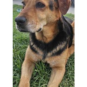 Image of Lola, Lost Dog