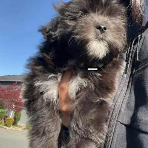 Image of Aria, Lost Dog