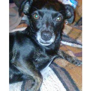 Image of Noche, Lost Dog