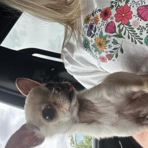 Image of Snoopy, Lost Dog