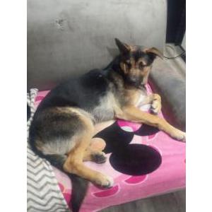 Image of Bombón, Lost Dog
