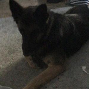Image of Unknown, Found Dog