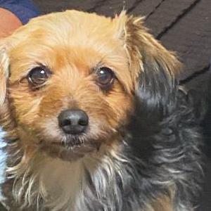 Image of Lassie, Lost Dog