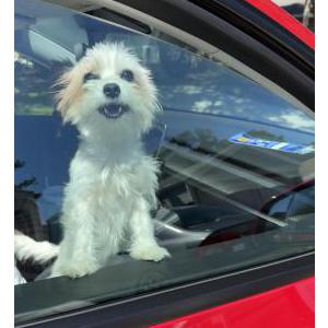 Lost Dog Nena