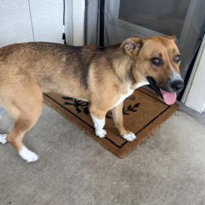 Found Dog Unknown