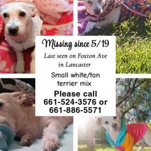 Image of Missy, Lost Dog