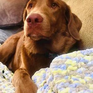 Image of Bubba, Lost Dog