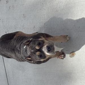 Image of Unknown, Found Dog
