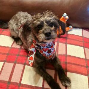 Lost 1 little man (NC)