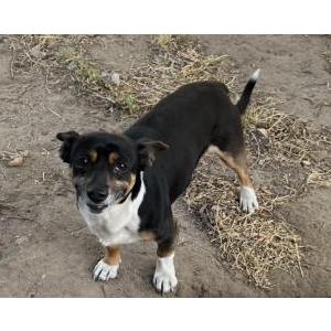 Found Dog unknown