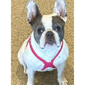 Lost 1 Sophie (IL)