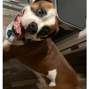 Lost Dog Max