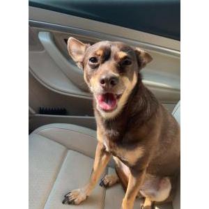 Image of Charlie, Lost Dog