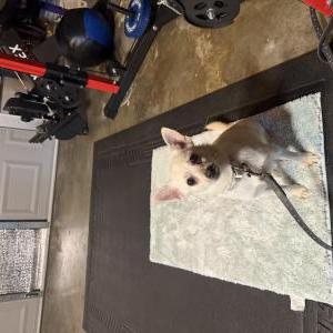 Found Dog Unknown