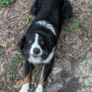 Lost Dog Kyra