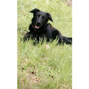 Image of Eclipse, Lost Dog