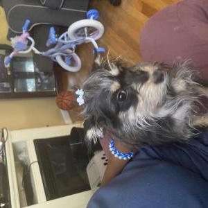 Lost Dog Nylia