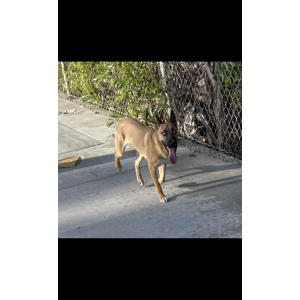Lost Dog Elsa