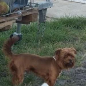Image of Jj, Lost Dog