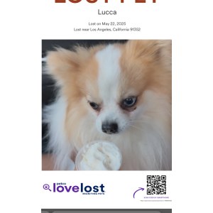 Image of Lucca, Lost Dog
