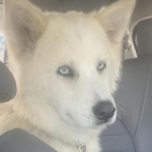 Lost Dog Kiba