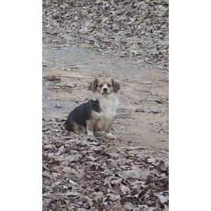Image of Itchie, Lost Dog