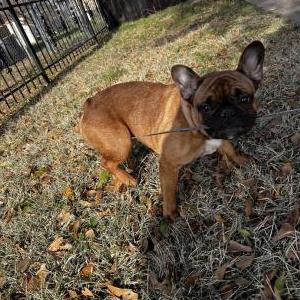 Image of Georgy, Lost Dog