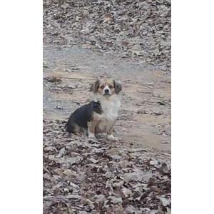 Image of Itchie Azalea, Lost Dog