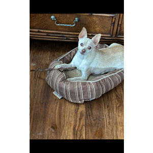 Image of Carlos, Lost Dog