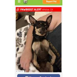 Lost Dog Brye