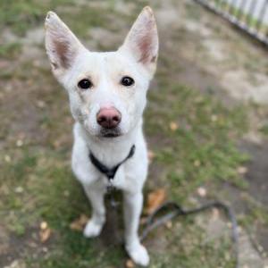 Found Dog Unknown