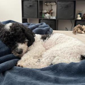 Image of Sadie, Lost Dog