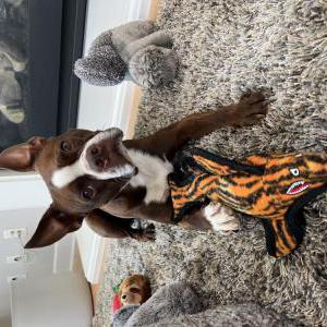 Image of Meeko, Lost Dog