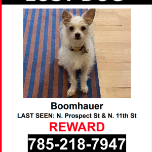 Lost Dog Boomhauer