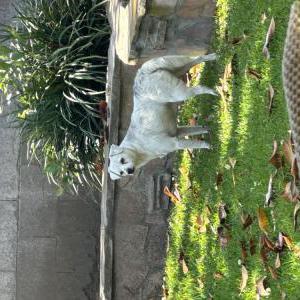 Found Dog Unknown
