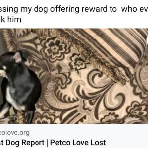 Lost Dog Jerry