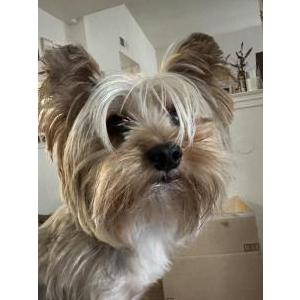 Lost Dog Prince