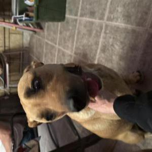Image of Unknown, Found Dog