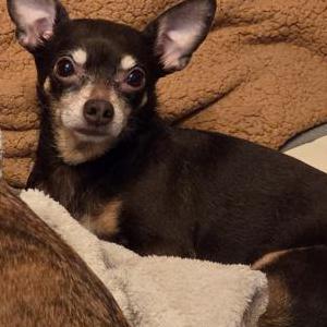 Image of BB, Lost Dog