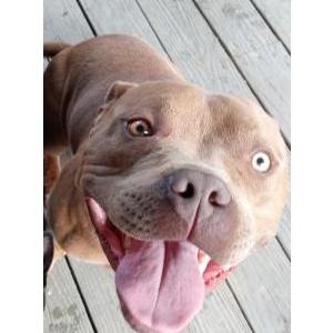 Lost Dog Arthas