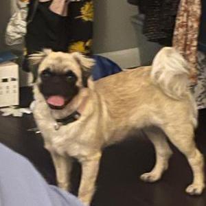 Lost 1 Princess (TX)