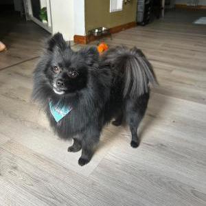 Image of Von, Lost Dog