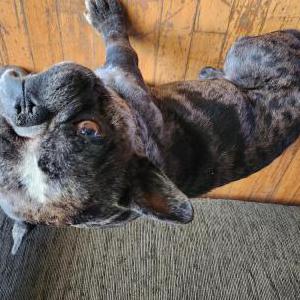 Found Dog Unknown